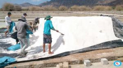 Màng chống thấm HDPE lót ruộng muối - Bạt chống thấm HDPE Phong Kiều