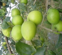 Đặc điểm cây táo Thái