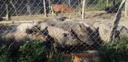 Trang Trại Heo (Lợn) Rừng Ông Am Đạ Pal cung cấp heo rừng thảo mộc ngon cho nhà hàng