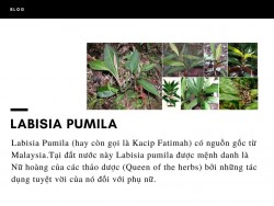 Labisia Pumila là gì?