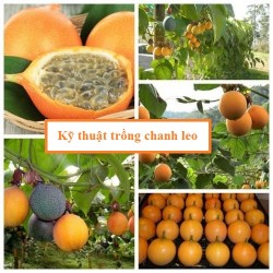 Kỹ thuật trồng chanh leo ngọt Colombia