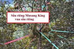 Điểm đặc trưng của giống sầu riêng Musang King