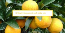Kĩ thuật trồng cam và cách chăm sóc