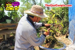 Làm giàu từ trồng mai bonsai