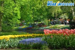 Keukenhof nở hoa rồi. Chúng ta về thôi