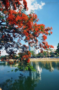 Thành phố cảng Hải Phòng – thành phố hoa phượng đỏ