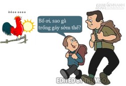 Gà trống tại sao gáy sớm?