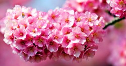 Sinh giờ nào có cung đào hoa đẹp nhất?