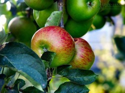 Trong cuộc đời này, ít nhất hãy một lần làm kẻ ngốc