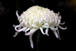 Cát bụi phận đầy