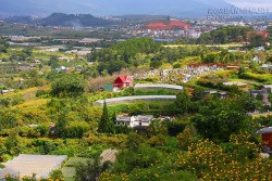 Tây Nguyên, mùa dã quỳ lại về