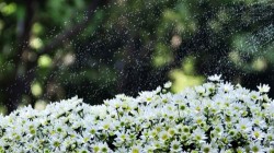 Kỹ thuật phòng chống nhớ