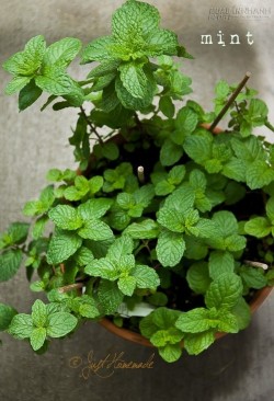 [ Mẹo ] - Cách trồng cây bạc hà không tốn kém mà đuổi muỗi lại cực tốt