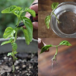 Muỗi e ngại tránh xa cây gia vị trong nhà