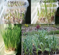 8 loại rau bạn chỉ cần mua 1 lần