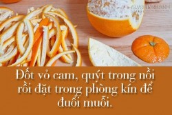 Bí kíp đuổi muỗi, kiến, gián hiệu quả