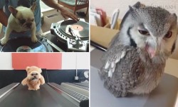 Bật cười với những đoạn clip hài hước về loài vật