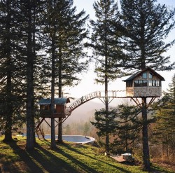 Bỏ việc ở thành phố, lên cây sống