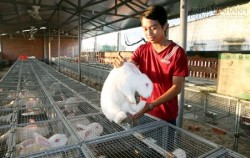 9X nuôi thỏ thu tiền tỷ mỗi năm
