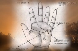 Xem bói tướng tay của người thích hợp làm thương nhân