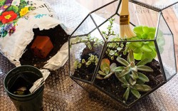 5 cách trồng cây xương rồng mini cực dễ cực sáng tạo