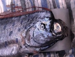 Kỳ lạ cá đầu rồng dài 3m trôi dạt vào bờ biển xứ Thanh