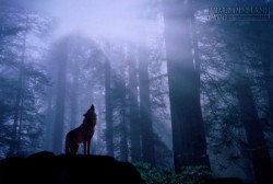 Chó sói và lòng tin khờ dại