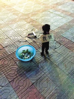Bức xúc quý ông bắt chó đeo biển, đứng hai chân ăn xin