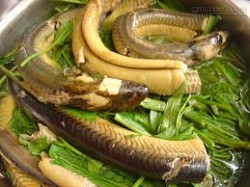 Thịt lươn tốt cho người viêm gan