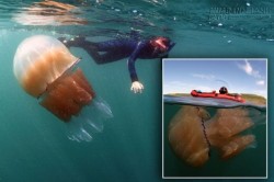 Kinh hoàng sứa khổng lồ tràn ngập bờ biển nước Anh