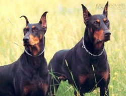 Hướng dẫn các bệnh thường gặp ở chó Dobermann