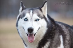 Một số lưu ý khi quyết định nuôi Husky