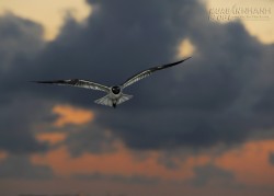 ĐÃ KHÔNG TRÁNH ĐƯỢC THÌ NHẬN ĐI