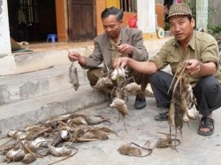 4 cách hay diệt chuột hiệu quả tại nhà