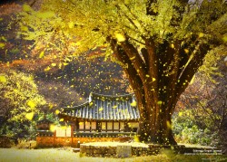 Lắng đọng Cố đô Hàn Quốc Gyeongju