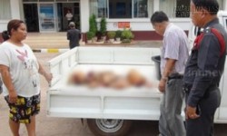 Xử lý nghiêm đối tượng lưu trữ 42 kg nội tạng chó trái phép