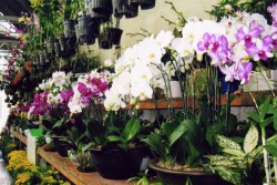 Bí quyết giúp phong lan nở hoa đúng Tết
