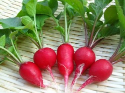 Củ cải – bí quyết trắng da của phụ nữ Nhật