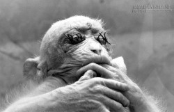 Những cuộc thí nghiệm khoa học vô nhân đạo nhất trong lịch sử