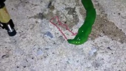 Phát hiện loài sinh vật màu xanh bí ẩn có lưỡi siêu dài ở Đài Loan