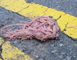 Hiện tượng lạ ở Mỹ: giun đất lập lô cốt đáng sợ giữa đường phố