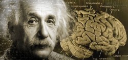 Hành trình ly kỳ của bộ não nhà bác học Einstein