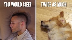 Cuộc sống sẽ như thế nào nếu bỗng một ngày bạn trở thành… chó