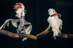 Hình ảnh te tua đáng sợ của loài vẹt khi bị con người bỏ rơi