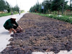 Dân bãi ngang kiếm hàng chục triệu nhờ lộc trời cho