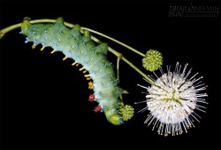 Các loài sâu bướm có tài ngụy trang cute tuyệt đỉnh