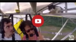 Mèo trốn trên cánh máy bay khiến phi công bất ngờ