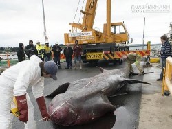 Bắt được cá mập khổng lồ hiếm sau hơn 80 năm