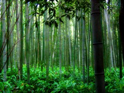 Câu chuyện về tre và dương xỉ