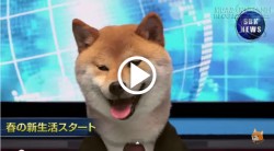 Bật cười trước người dẫn độc nhất vô nhị trong chương trình của SBK News